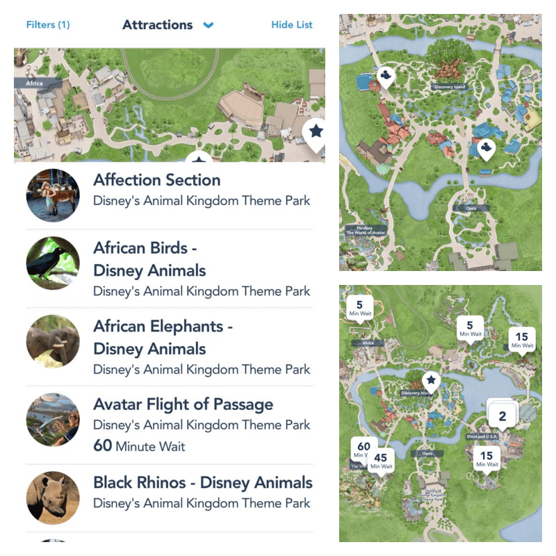 Parque Animal Kingdom