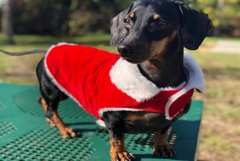 Produtos para Pet em Orlando: Confira as Melhores Lojas Melhores Lojas para comprar Produtos para Pet em Orlando