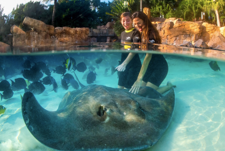 Onde Nadar com os Golfinhos em Orlando